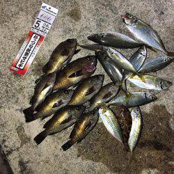 釣り船武蔵で半夜メバル